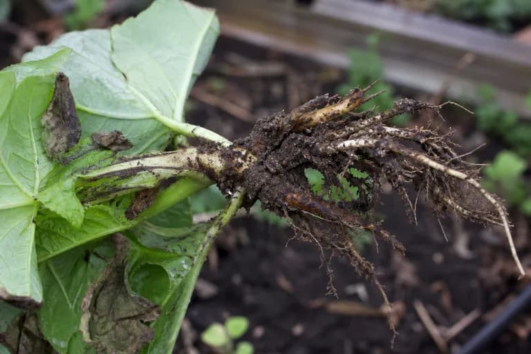 Root Rot