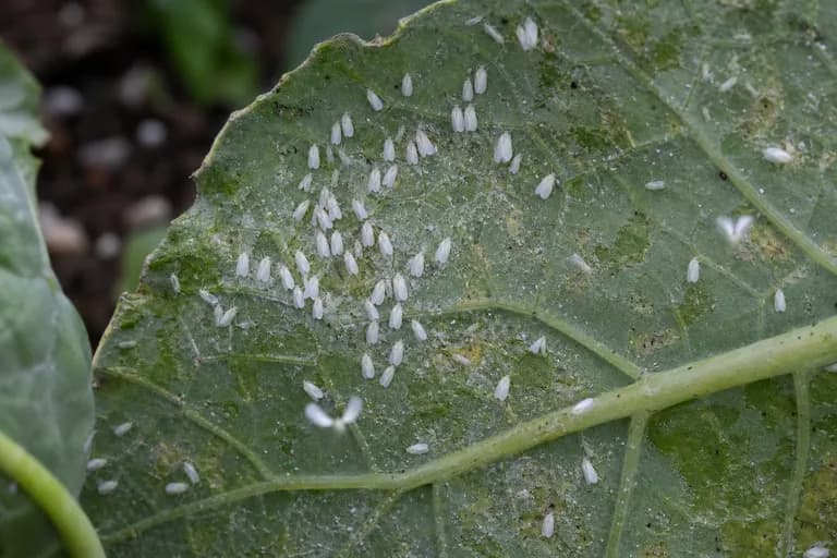 Whiteflies