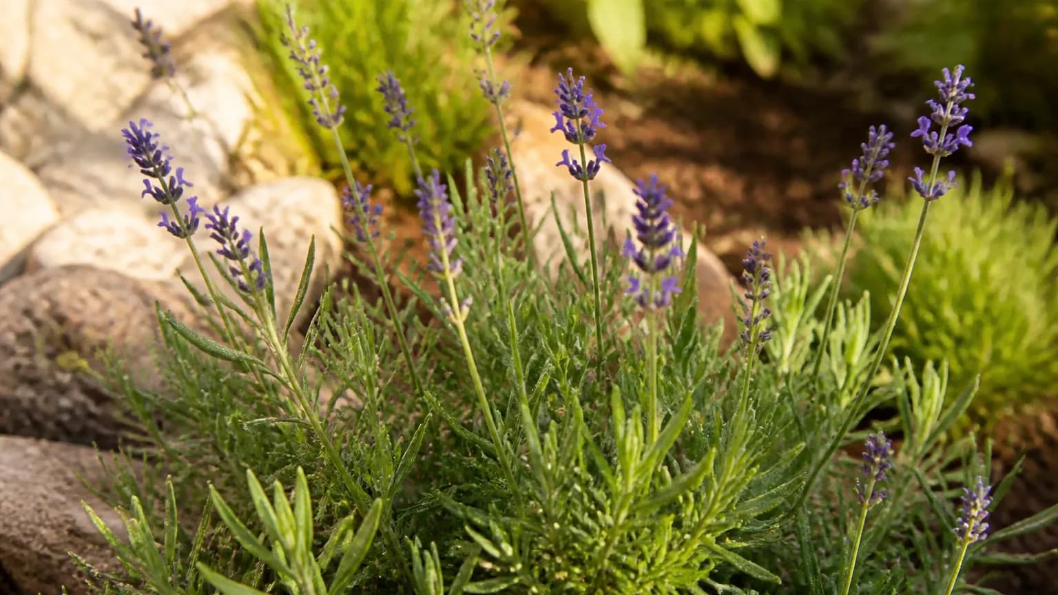 Lavender