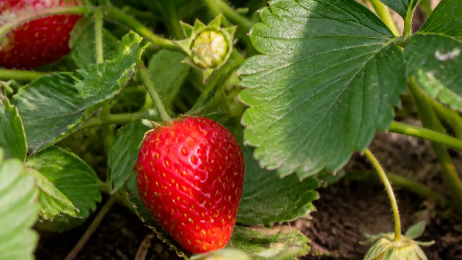 Strawberry